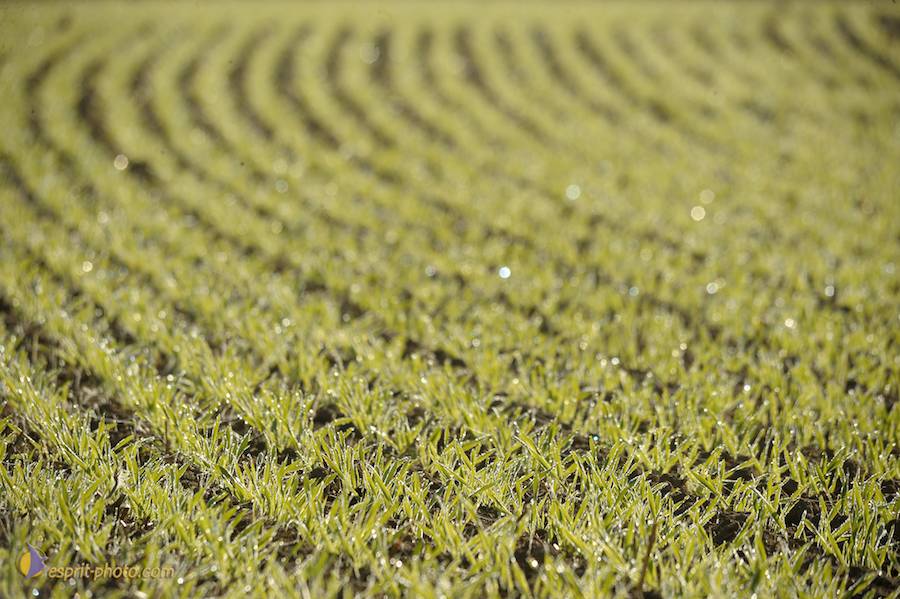 Nom de l'image : D30083137_1_(c)Norbert-JUNG — Description :